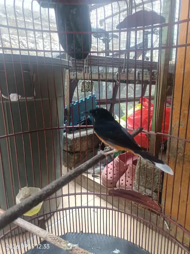 Murai batu Medan murah