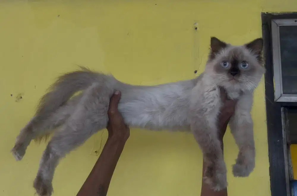 Kucing ras persia himalaya betina