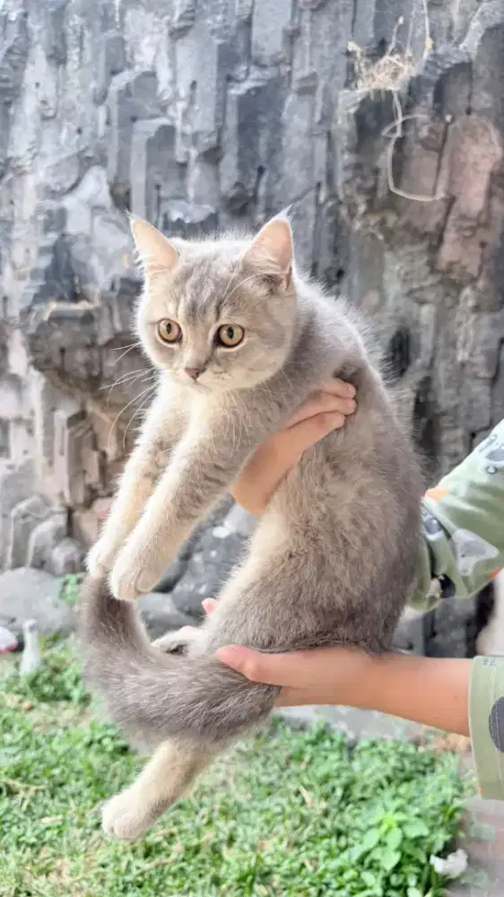 ANAK KUCING BRITISH SHORTHAIR BSH KITTEN GOLDEN BLUE