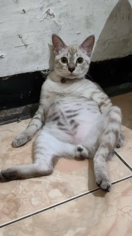 Kucing gratis umur -+1 tahun