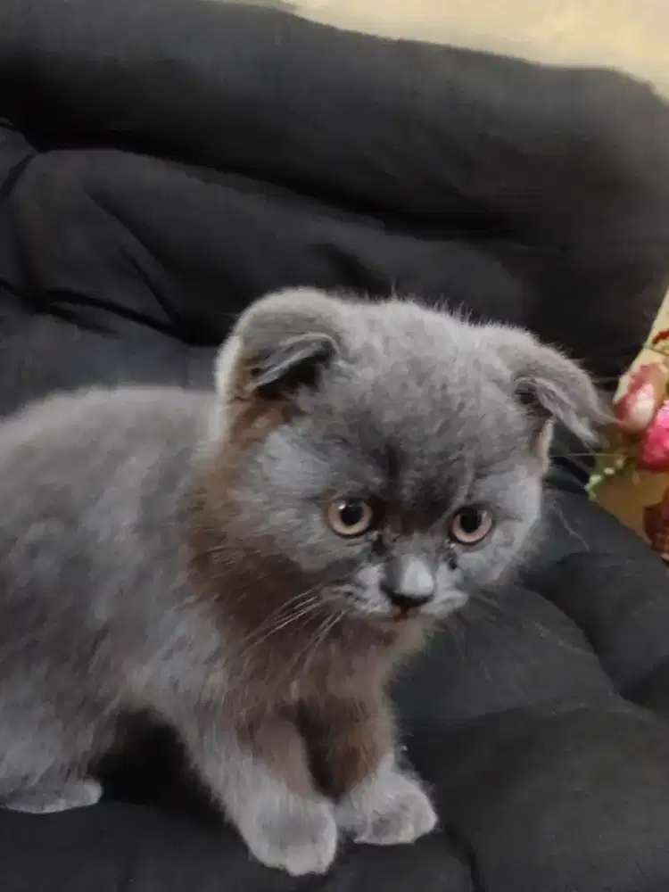 Kucing British Short Hair