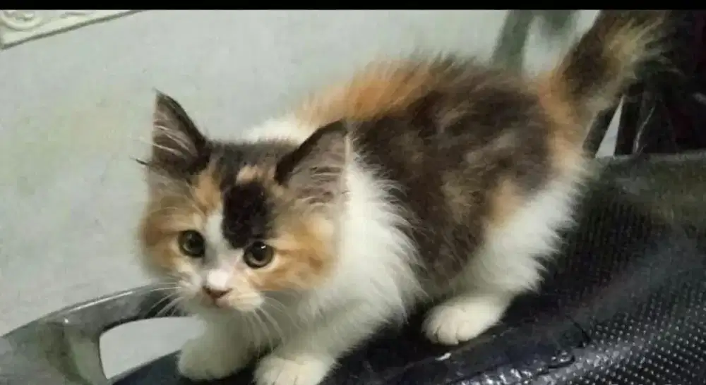 Kucing Persia kitten betina