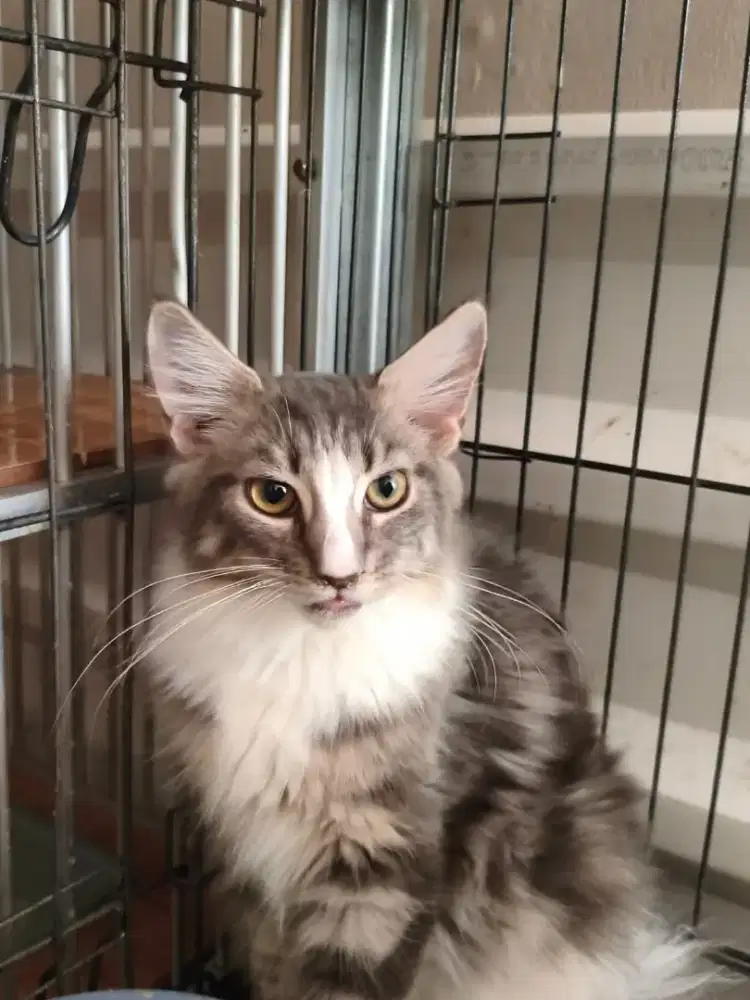 pure mainecoon 3bln