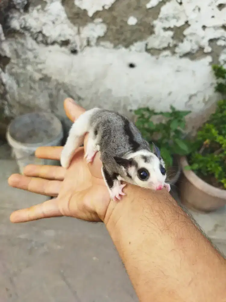 Sugr Glider mozaic