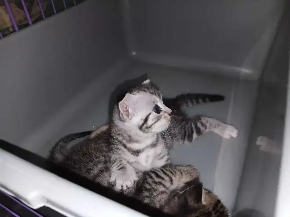 Kucing scotish fold