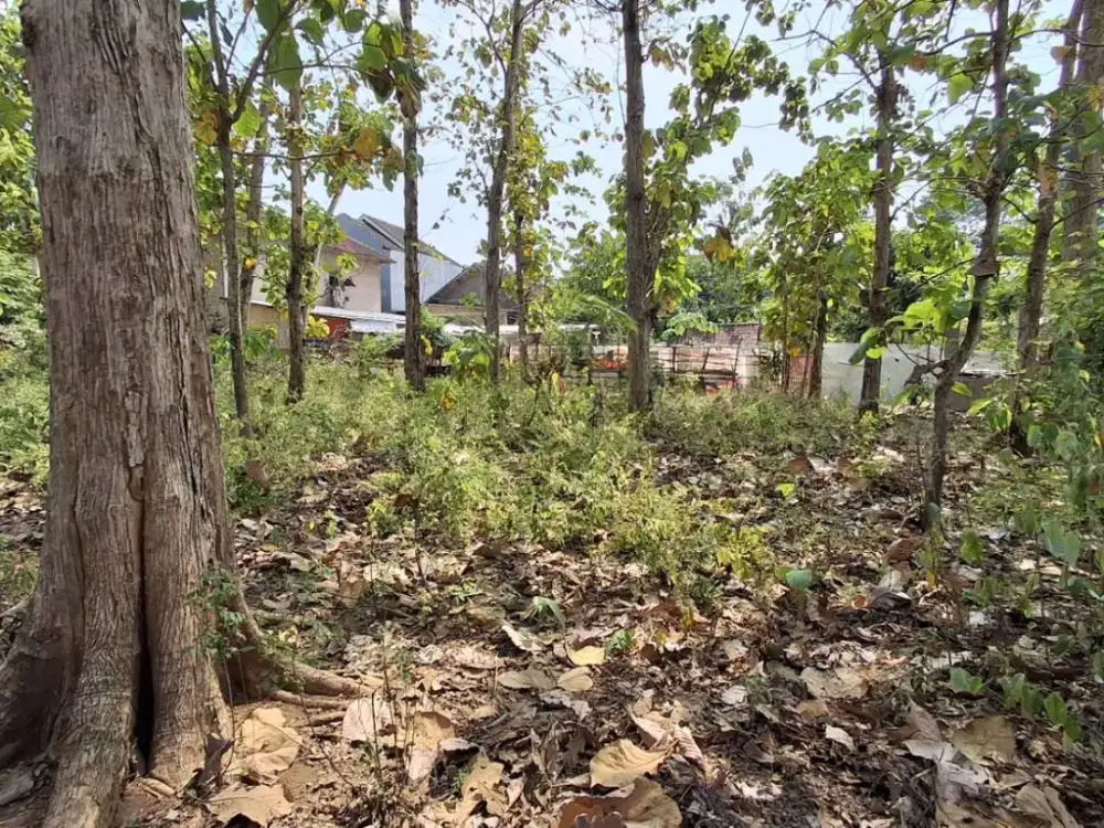 DIJUAL TANAH PEKARANGAN 1089M2 + 25 POHON JATI USIA 40+ TAHUN MATESIH KABUPATEN KARANGANYAR SOLO