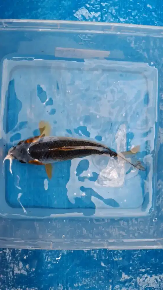 Ikan Koi 15cm Kelas Minion