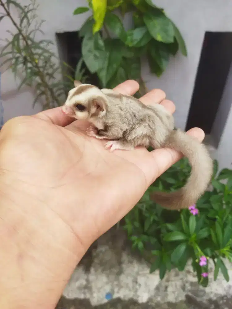 sugar glider caramel betia