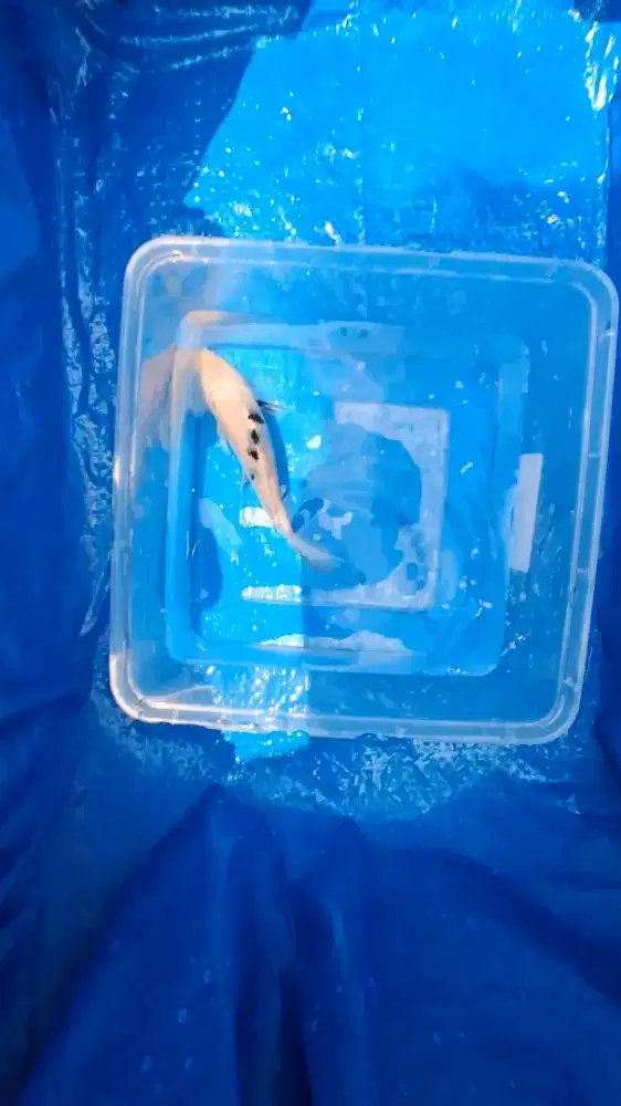 Ikan Koi 13cm Kelas Minion Shiro Bekko