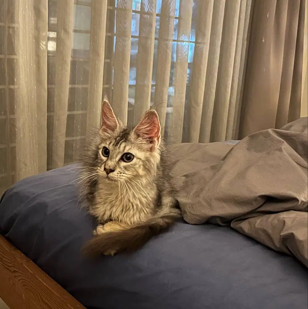 kucing maine coon kitten jantan