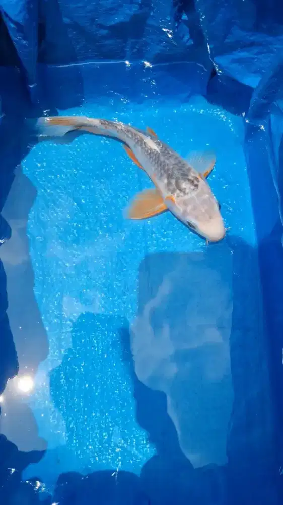 Ikan Koi Asagi Shortbody 23cm