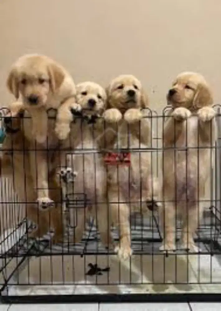 Anakan anjing ras golden Retriever