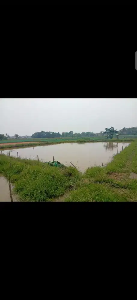 Dijual Cepat Empang Kolam Ikan, Ciseeng Bogor