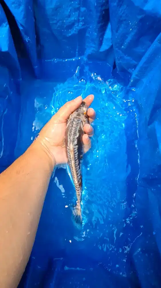 Ikan Koi 25cm Simetris