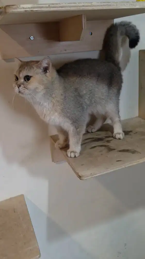 British Shorthair indukan Betina Golden NY 25