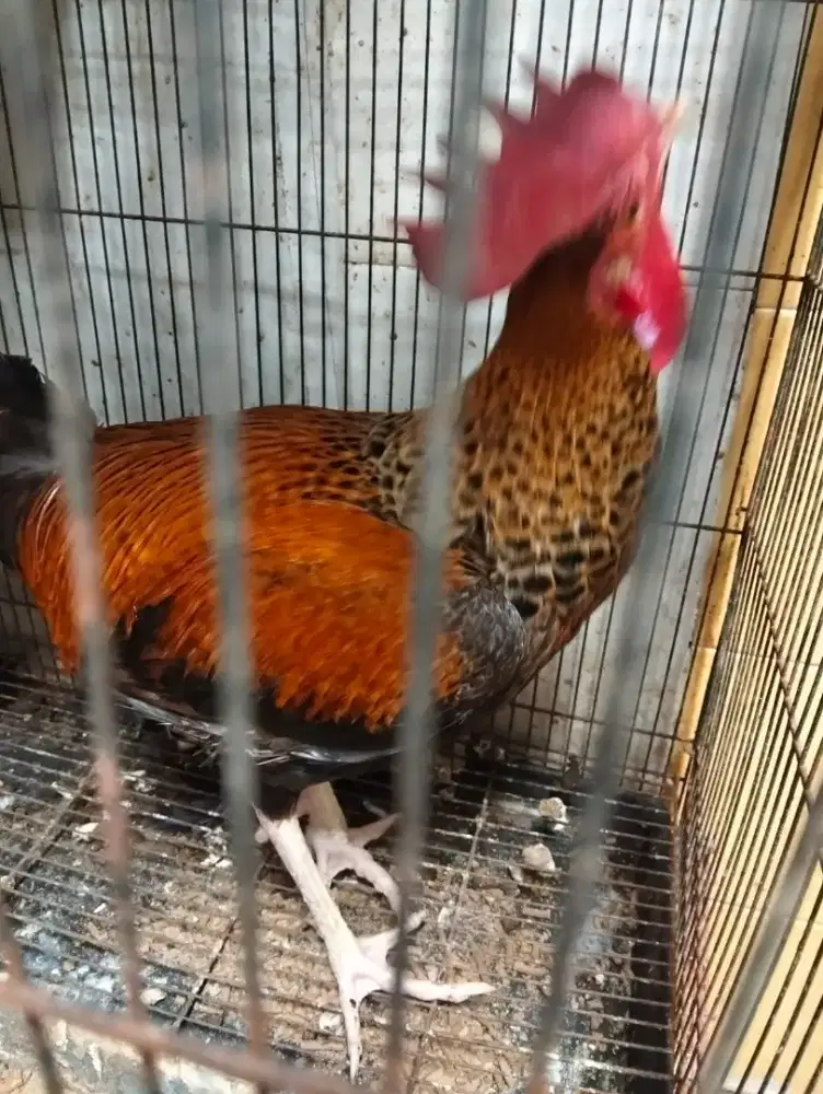Ayam bekisar jantan warna cantik