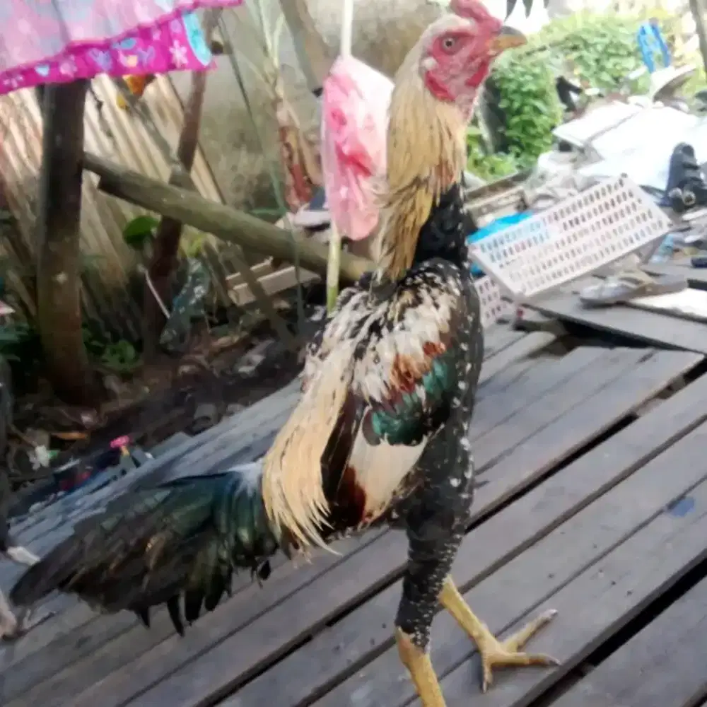 Ayam birmangon widu