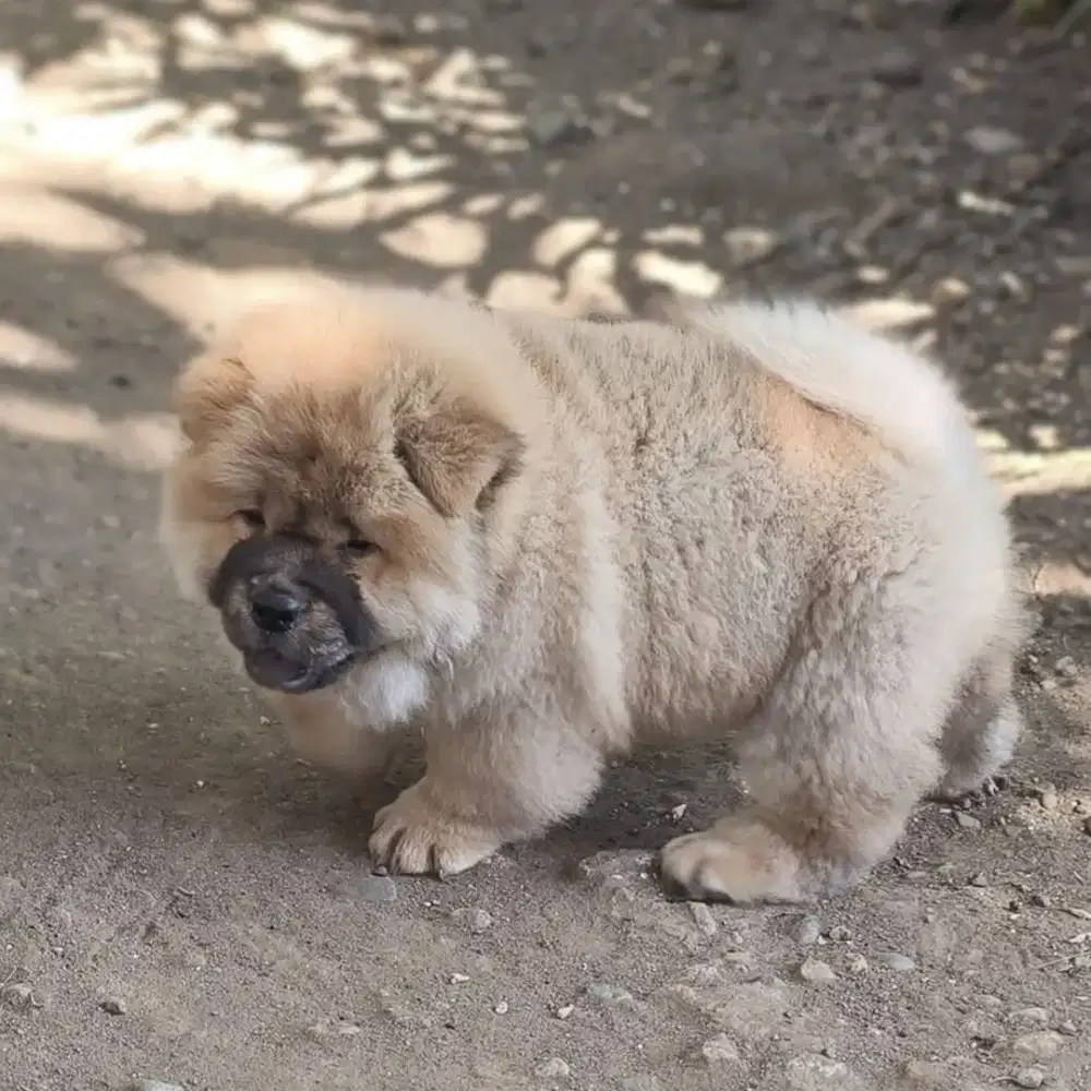Chow chow,female
