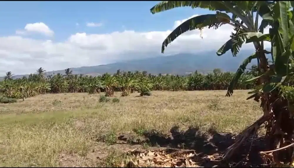 TANAH KEBUN, SANGAT MURAH! DIJUAL CEPAT – LOMBOK TIMUR