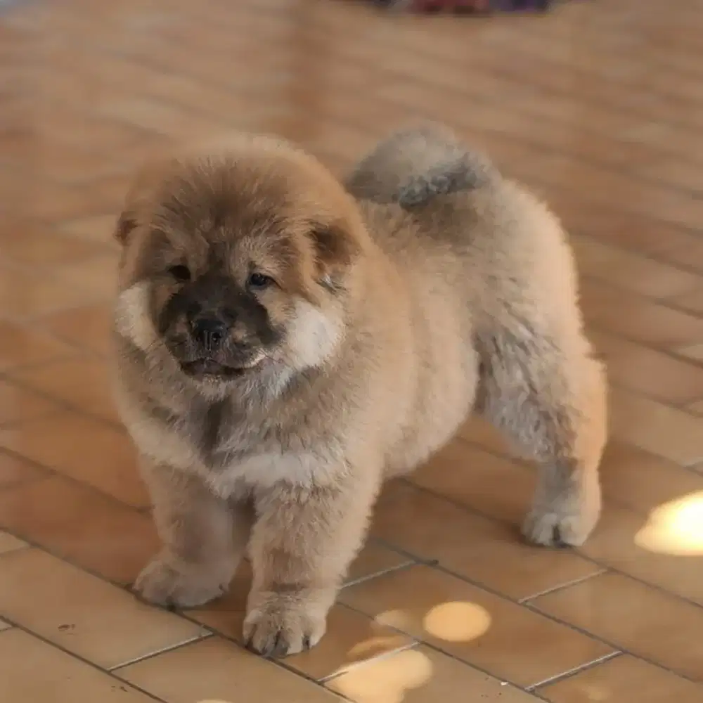 Chow chow,female