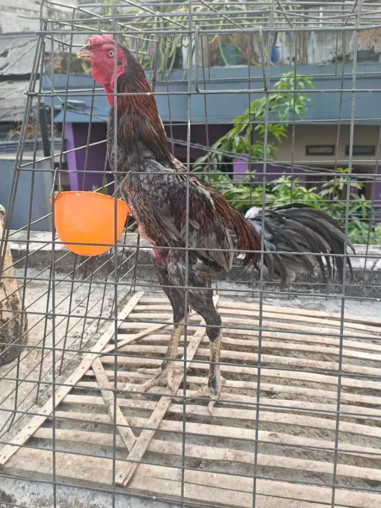 Ayam Bangkok Koytrad 7bln GRESSS