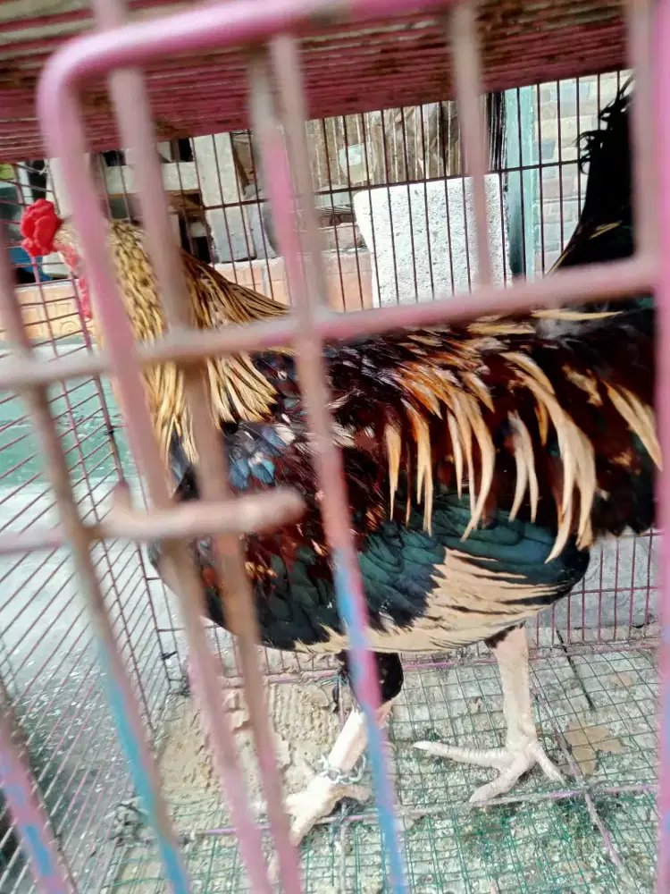 4 ekor ayam dewasa