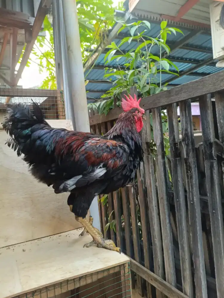 AYAM JAGO KAMPUNG HULU