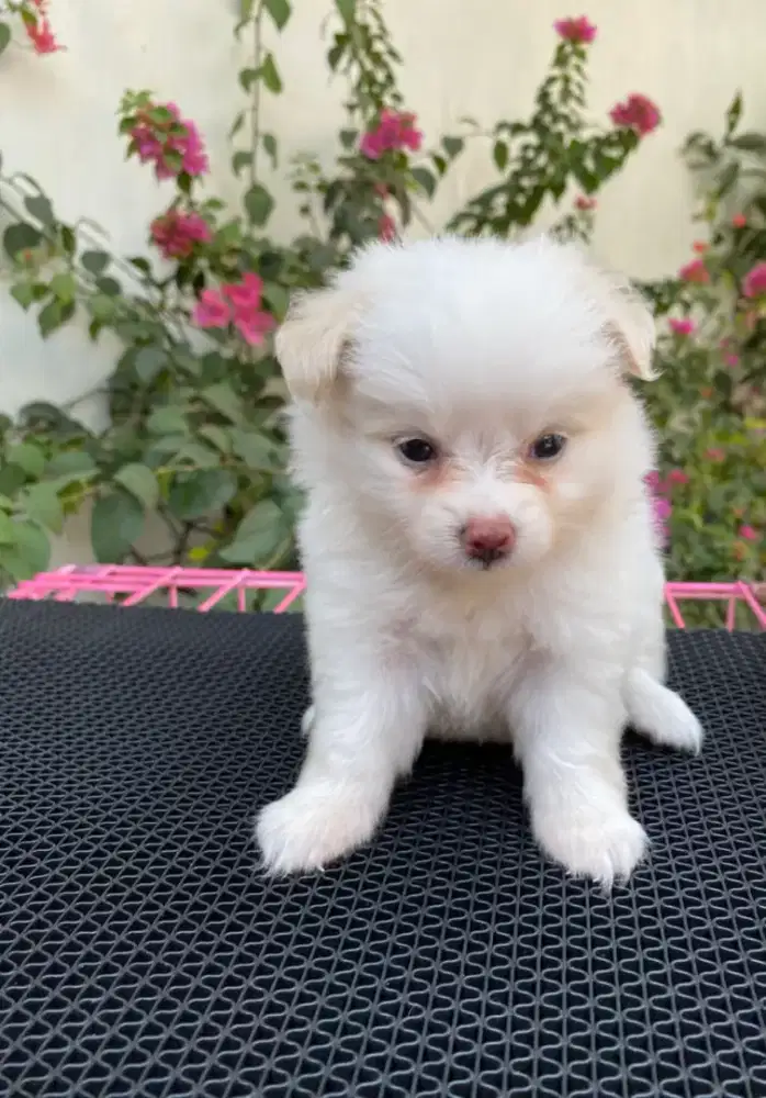 puppys minipom lucu menggemaskan
