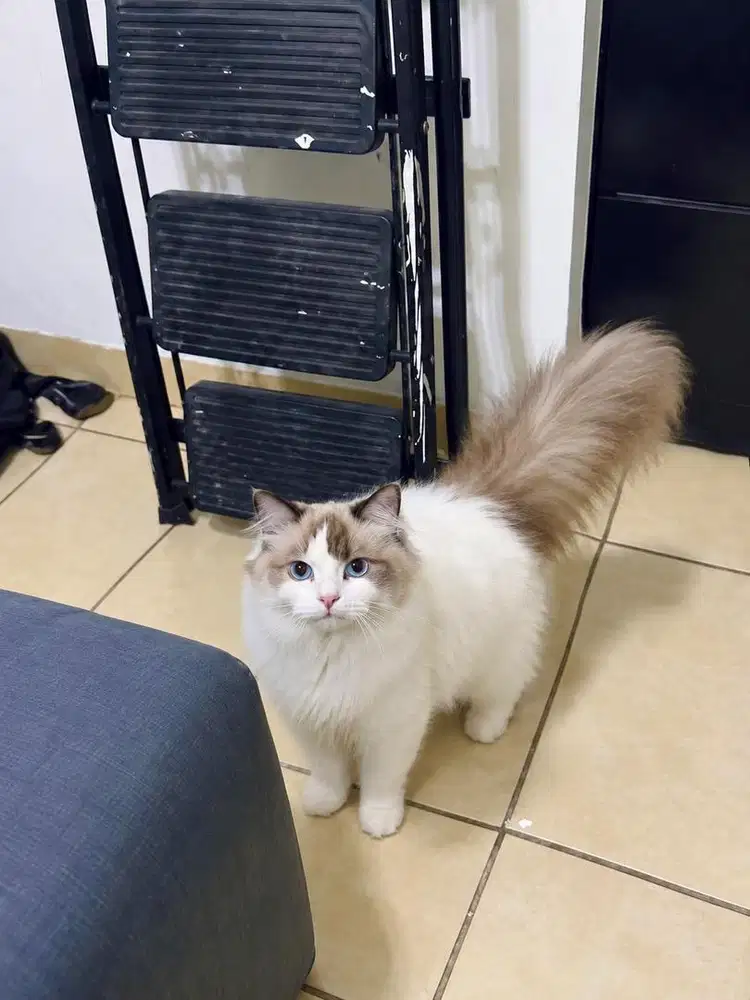 kucing Ragdoll betina