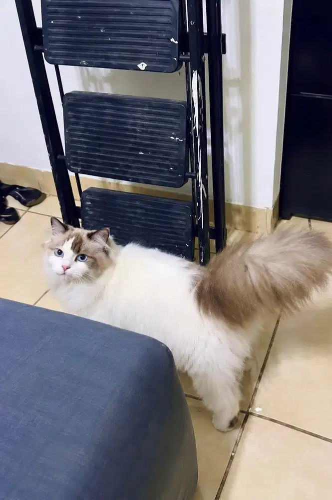 RAGDOLL CANTIK pure