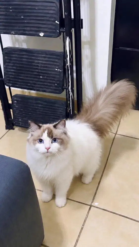 KUCING RAGDOLL CANTIK