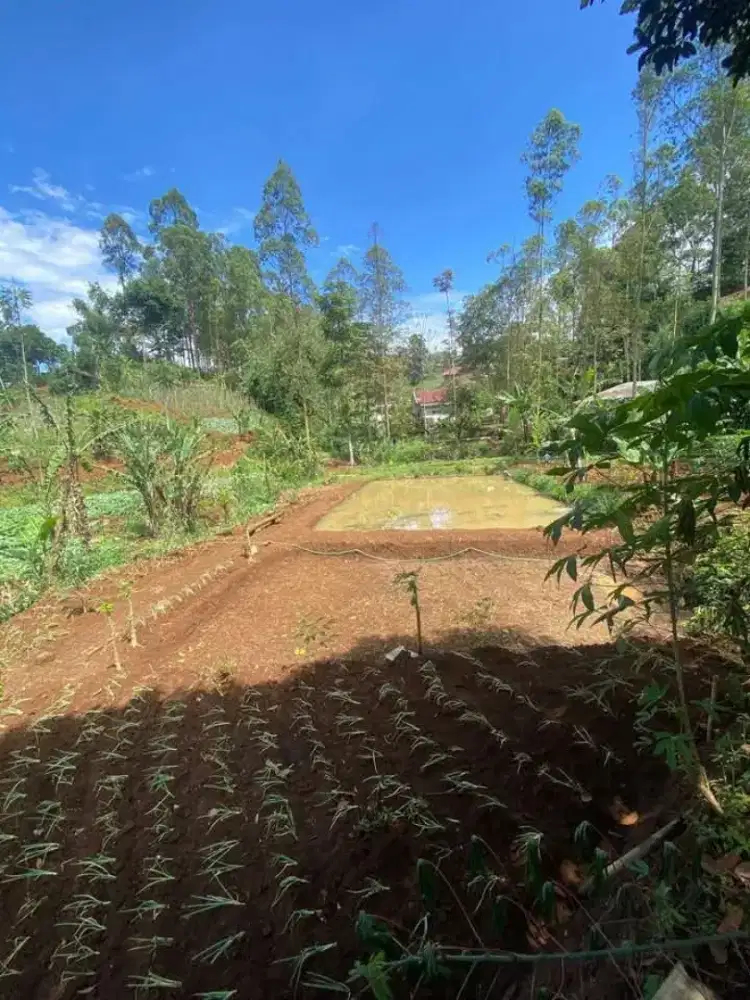 MURAH TANAH KEBUN PASIR HIPUN JARANG ADA