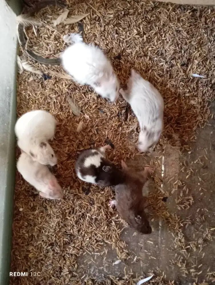 Borongan hamster syrian indukan