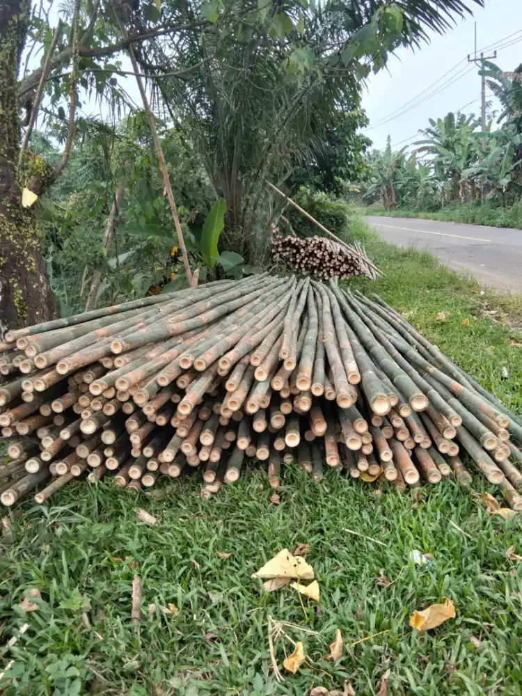 Bambu umbul umbul
