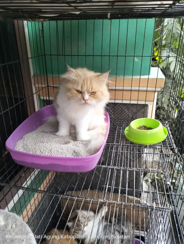 4 ekor Kucing Persia gratis