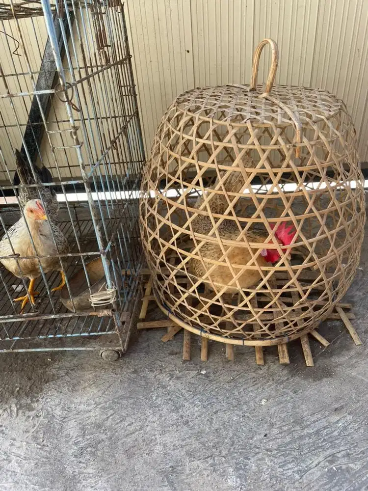 Ayam kate cewek