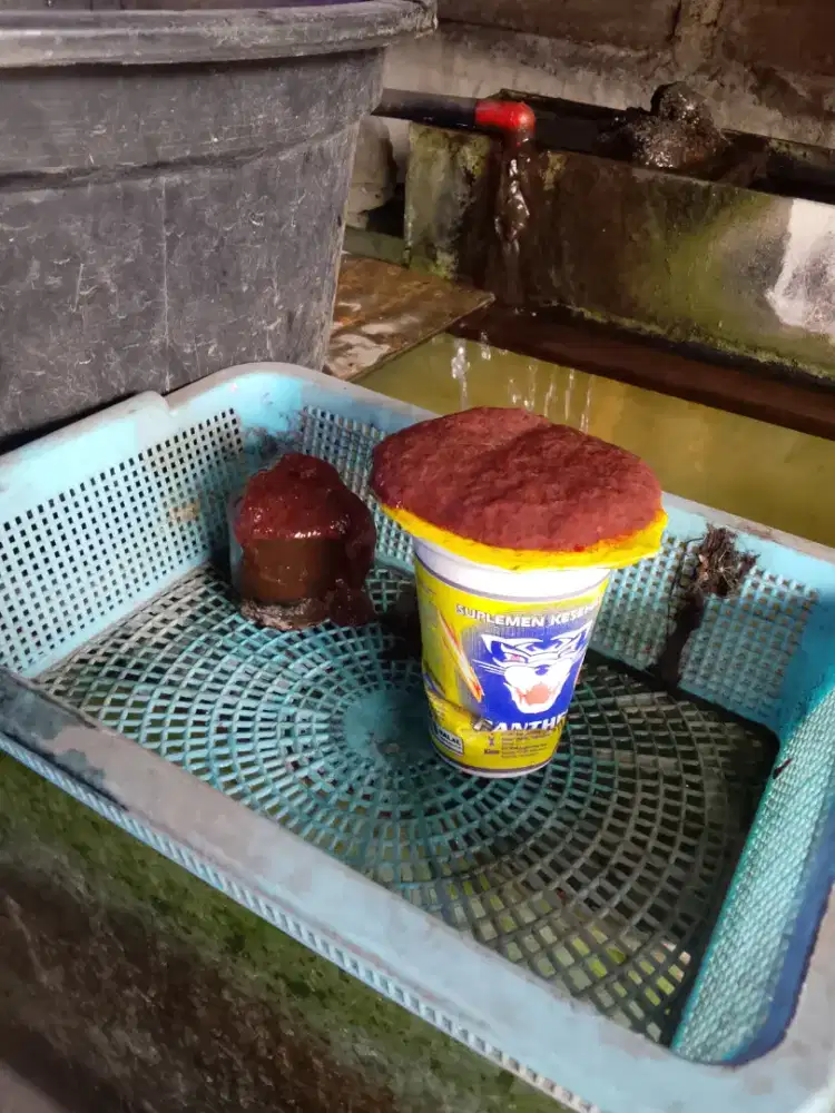 Cacing sutra untuk umpan ikan dan umpan mancing