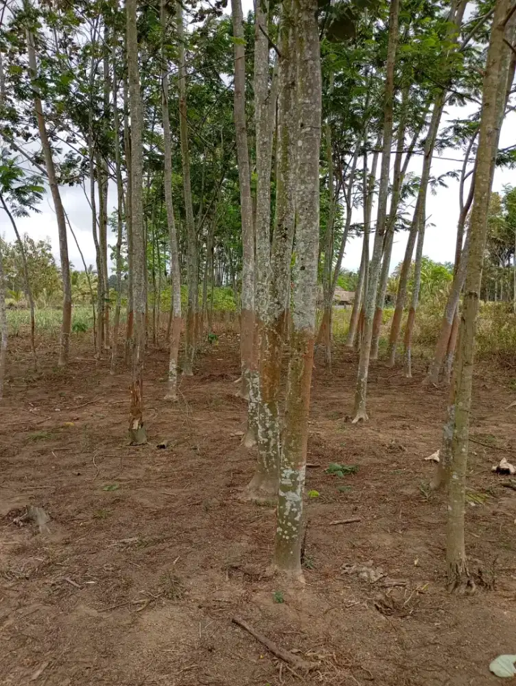 Dijual tanah di daerah Pagedangan Turen Kabupaten Malang