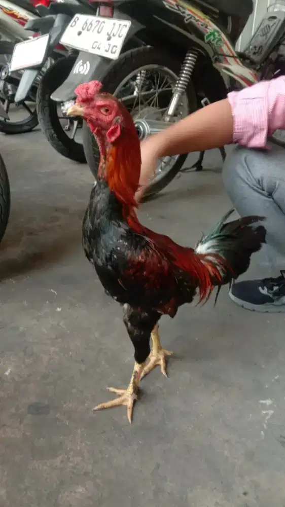 Ayam Bangkok muda