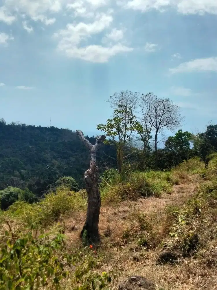 Tanah di depeha