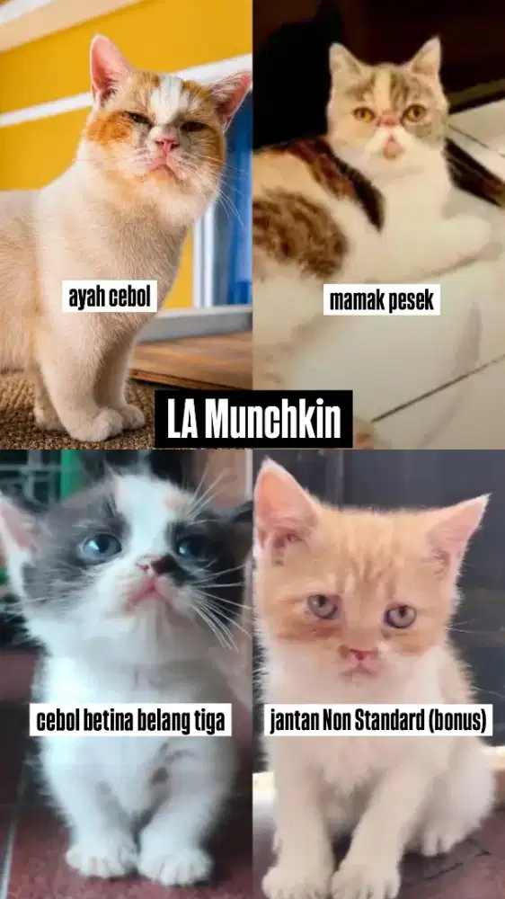 Kitten Munchkin Betina Belang Tiga