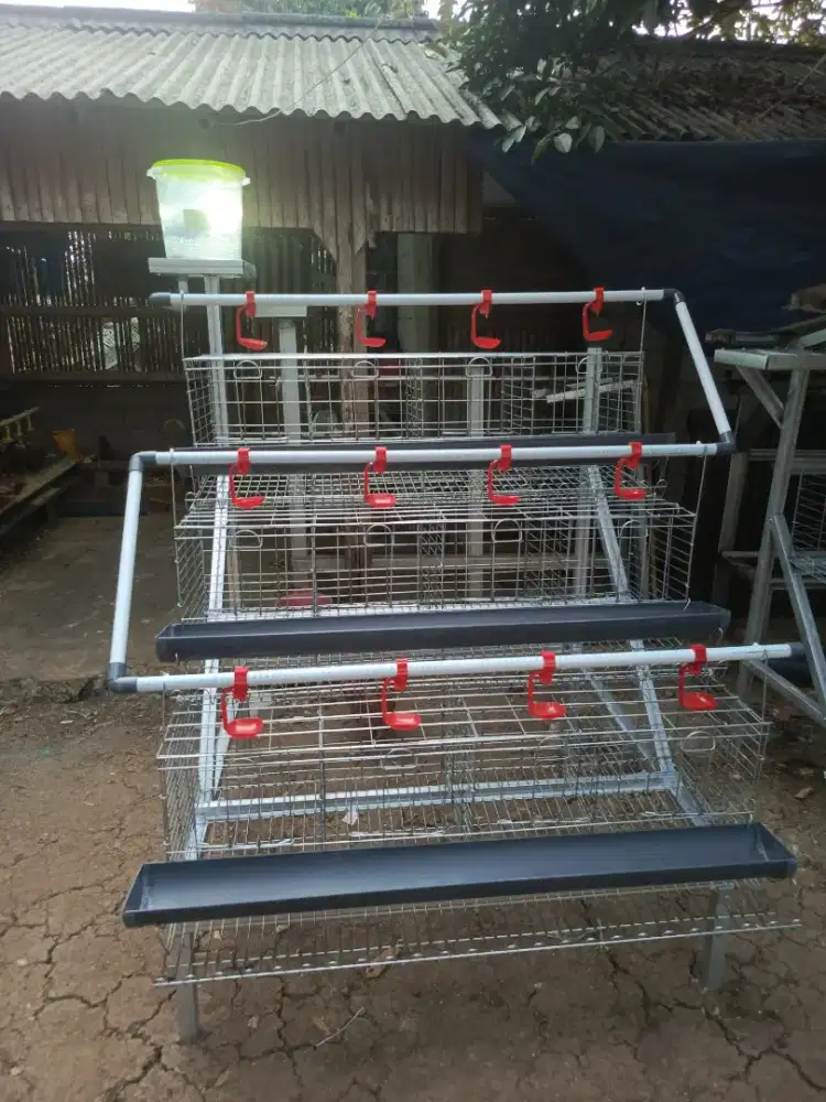 Kandang ayam petelur kapasitas 24 ekor