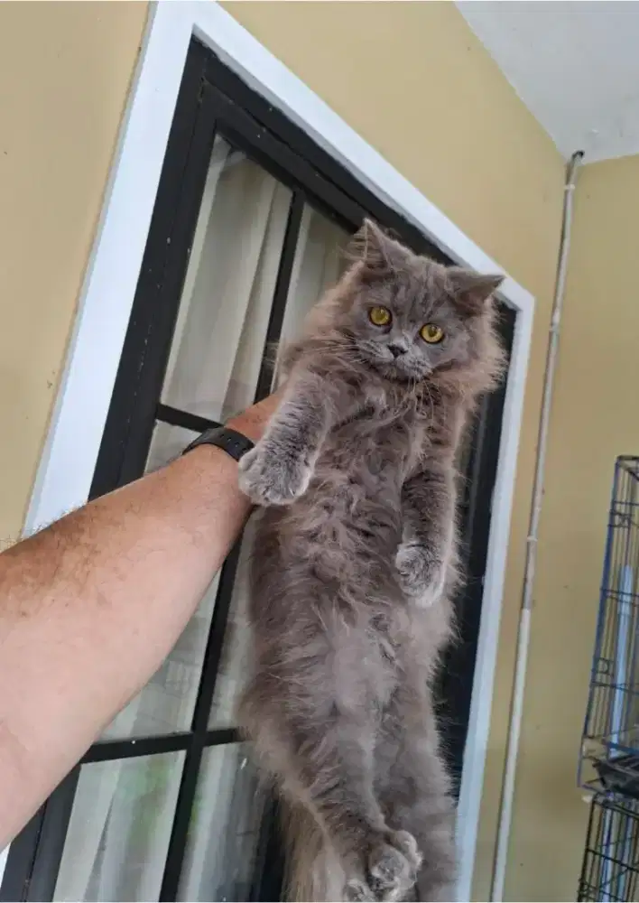 Kitten persia 4 bulan 500net kelamin laki2