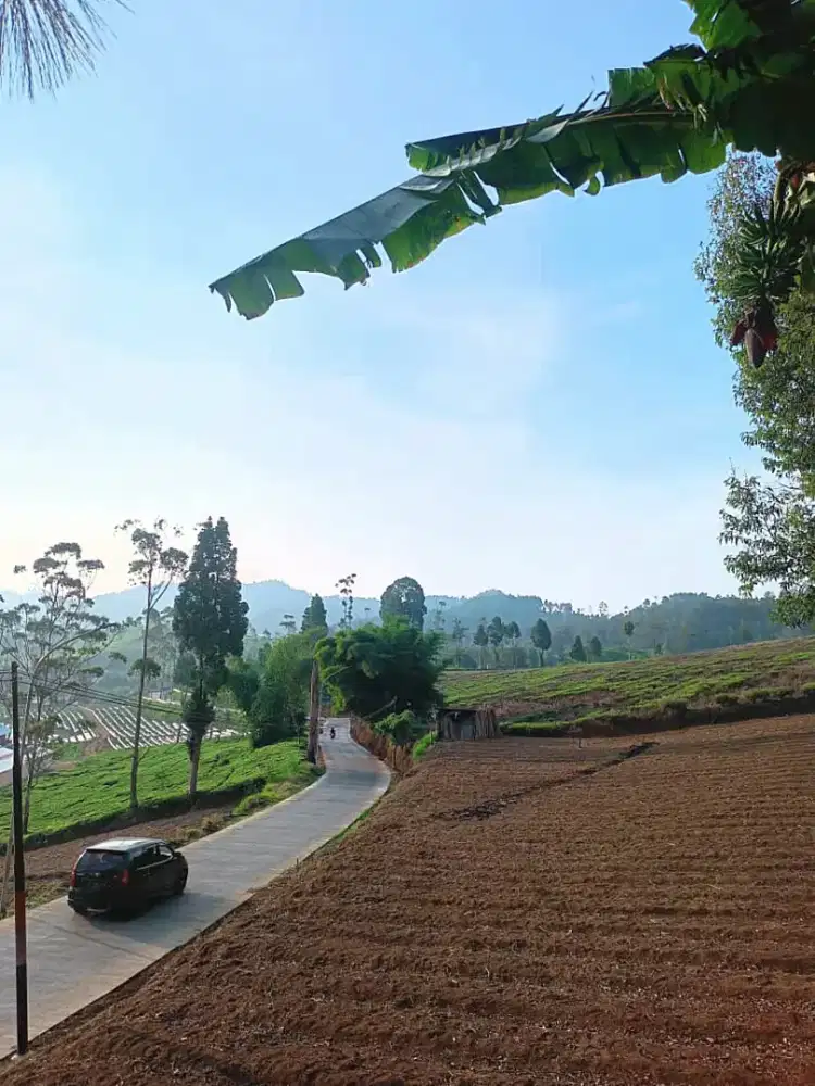 JUAL LAHAN PERKEBUNAN CIWIDEY CIBEBER