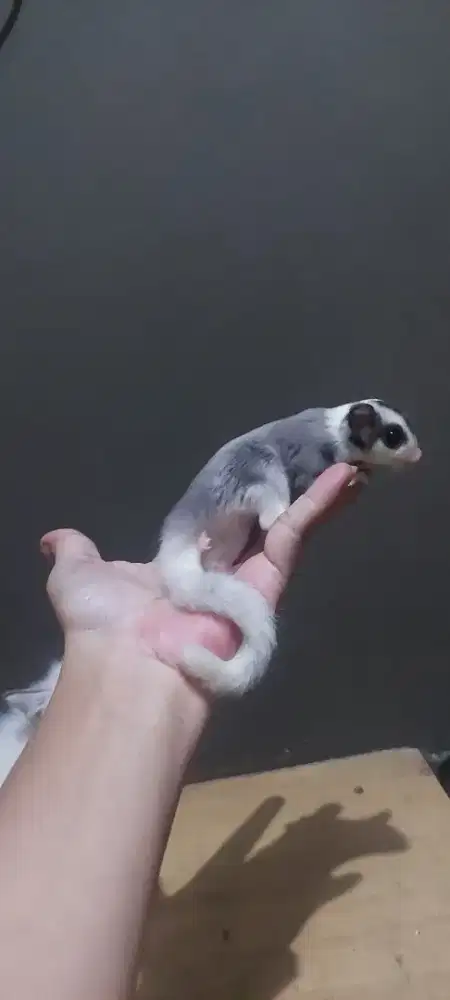 Sugar glider joey mozaic