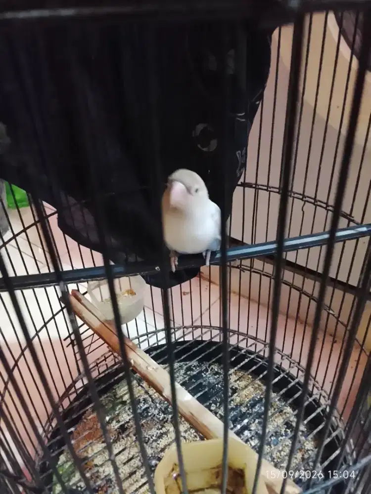 Lovebird single an warna mantap