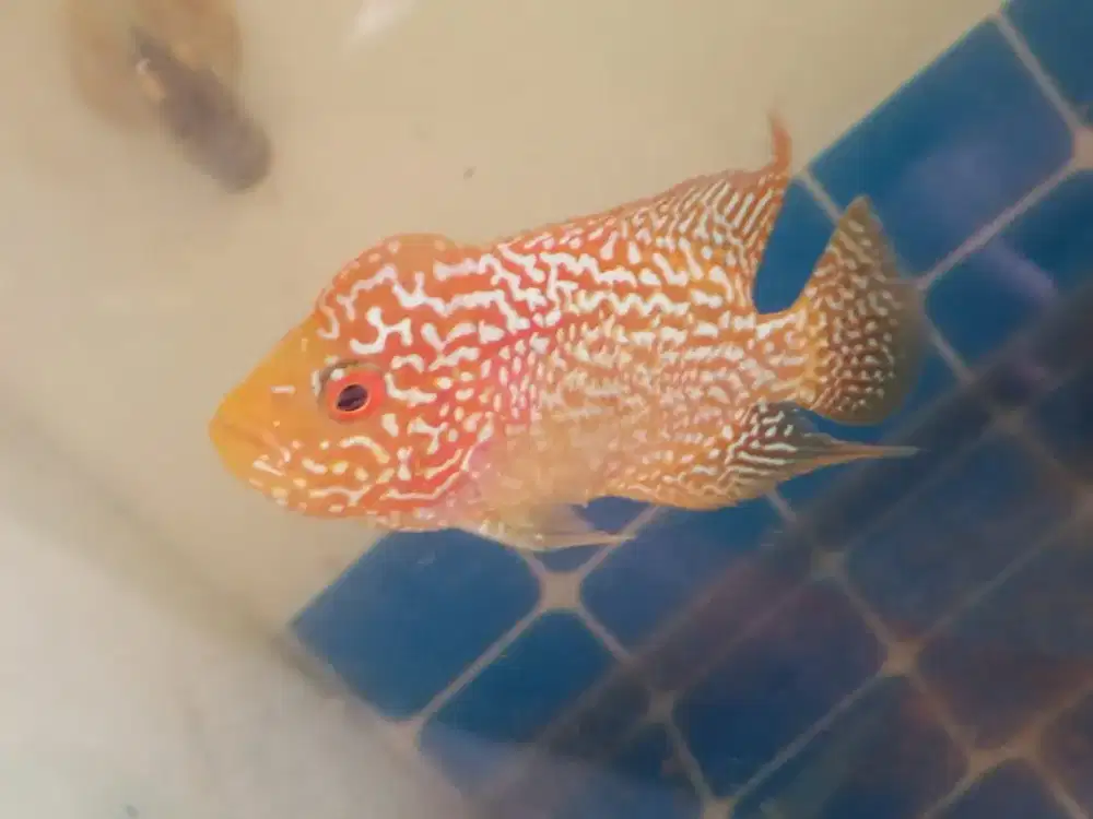 Ikan Louhan Cencu Golden Base