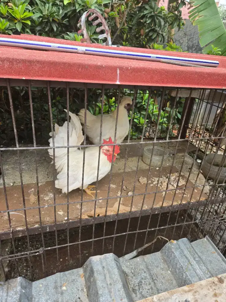 Jual 3 pasang ayam