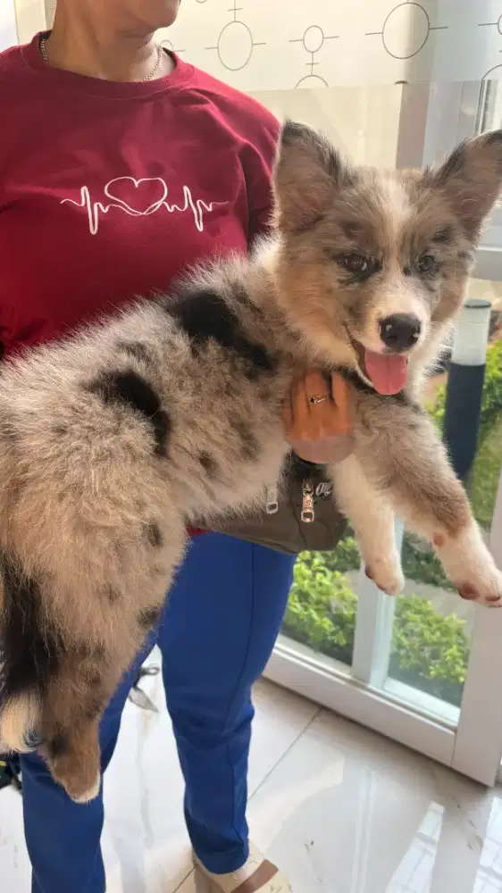 Border collie x australian shepherd