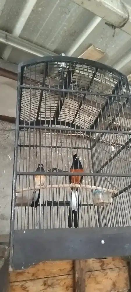 Murai batu sepasang produksi